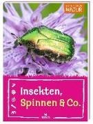 Bild von Insekten, Spinnen & Co von Küpper, Anke 