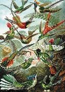 Bild von Haeckel - Kolibris 1000 T